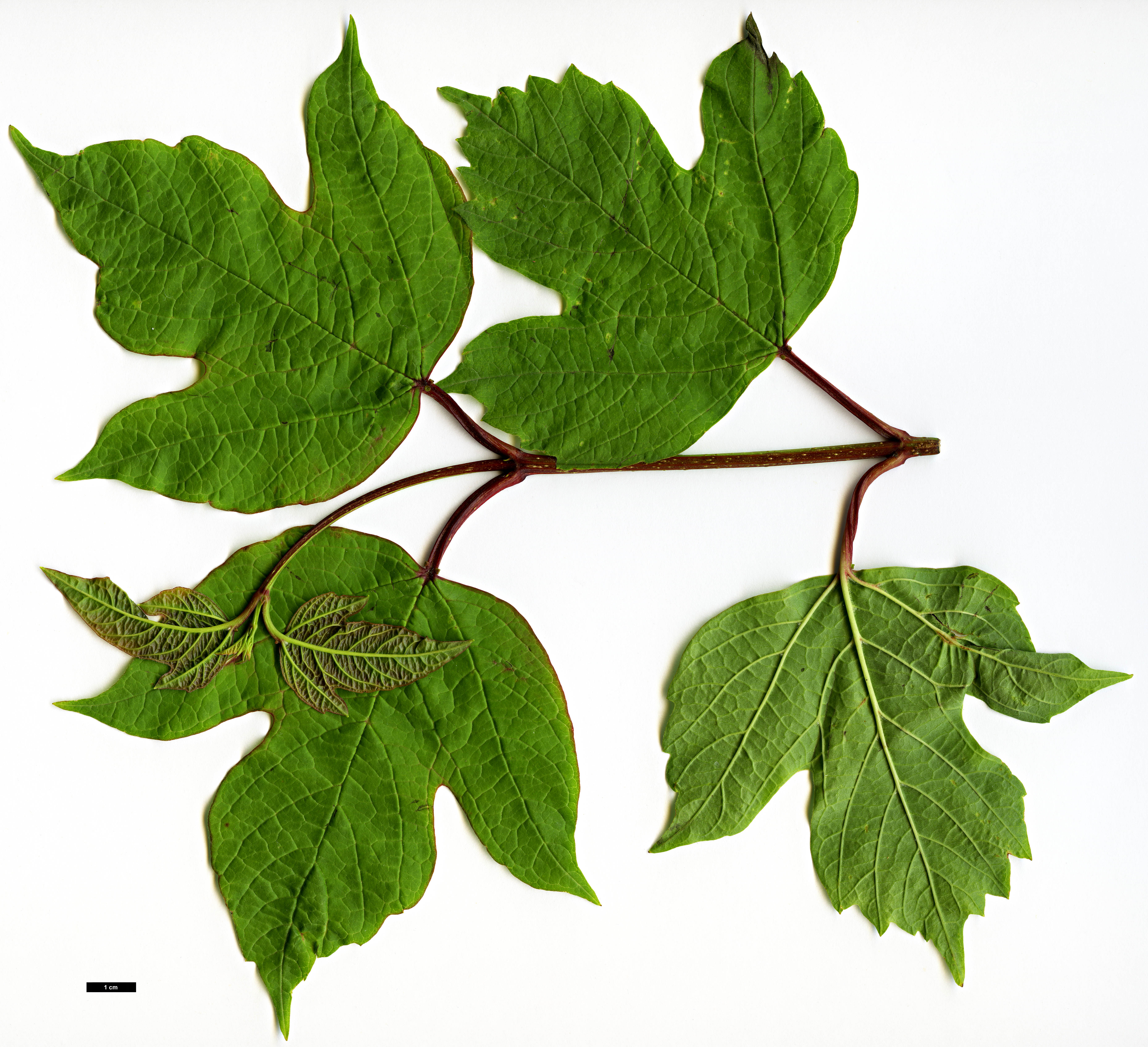 High resolution image: Family: Adoxaceae - Genus: Viburnum - Taxon: opulus - SpeciesSub: var. calvescens
